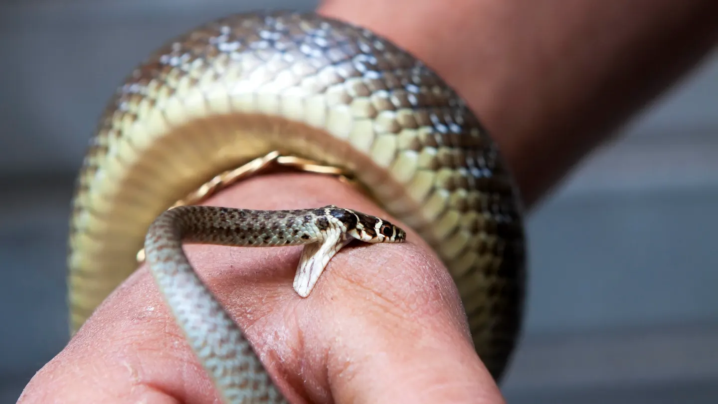 Snake Bite